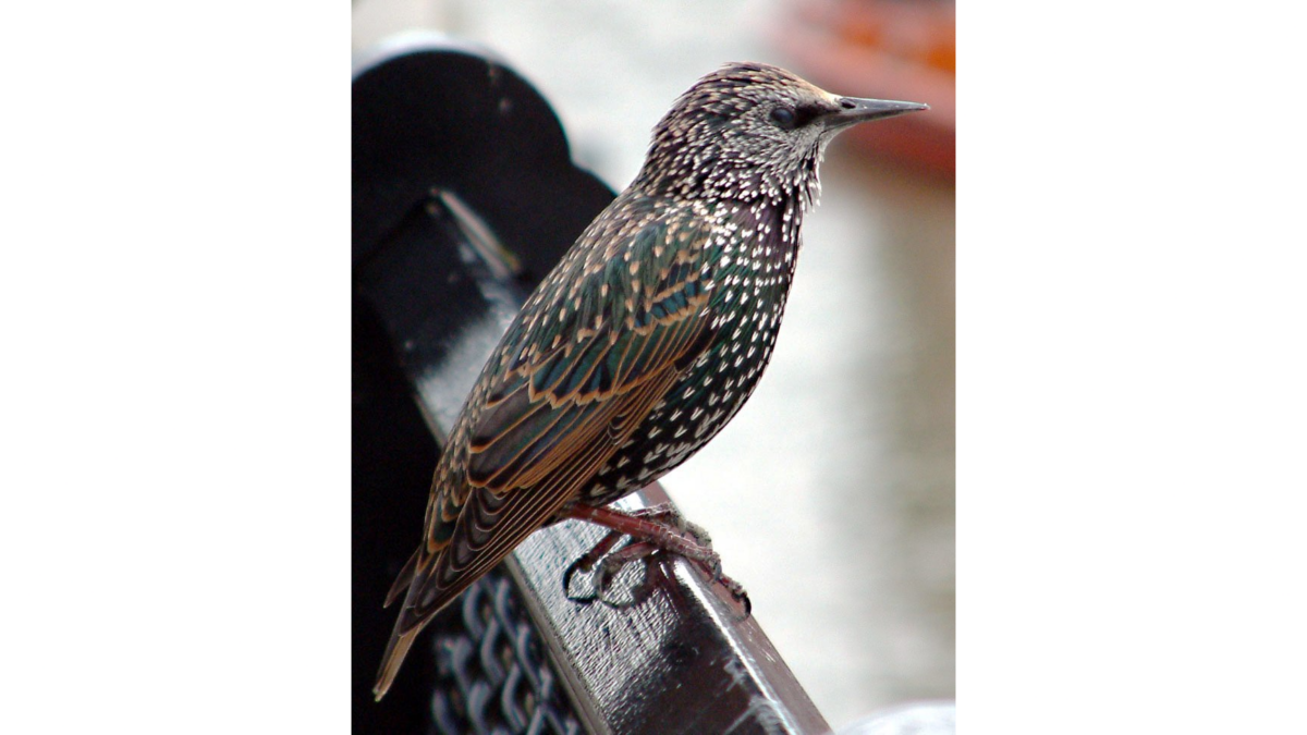 Mozart had a beloved pet starling. (Soerfm/CC BY-SA 1.0)
