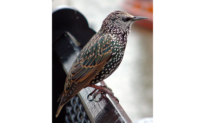 The Genius and the ‘Birdbrain’: Mozart’s Starling