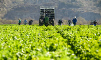 Trump Says Administration Working on ‘Temporary Pass’ for Illegal Immigrant Farm, Hotel Workers