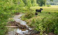 Whose Property Rights Matter?