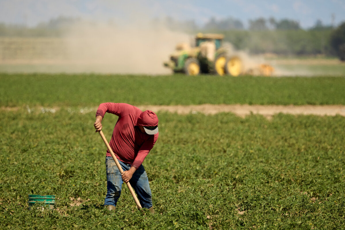 A farmworker repairs irrigation lines at a tomato farm in Woodland, Calif., on May 30, 2025. (Fred Greaves/File Photo /Reuters)