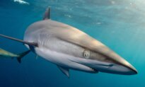 National Geographic’s SharkFest Programming Aims to Inspire, Educate, and Entertain