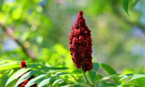 Sumac and Yew