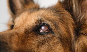 Film Covering Dog’s Eye Needs Veterinarian Exam