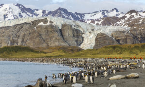 Beyond the Ice: Life Lessons From Penguins, Polar Bears, and Whales
