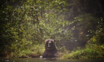 Rural Municipalities Want Grizzly Hunt to Be Opened in Alberta