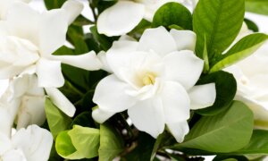 Gardenias and Nut Grass