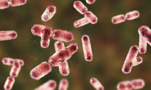Gut Bacteria Could Help Remove ‘Forever Chemicals’ From Body