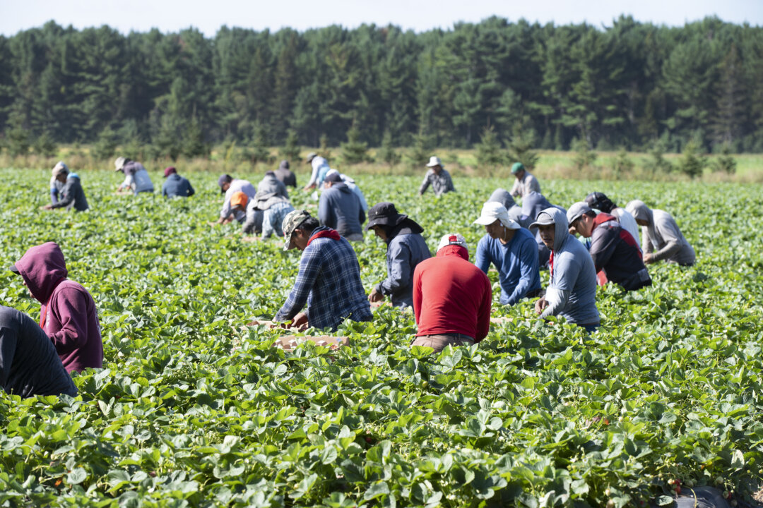 Employer Fines for Breaches of Foreign Worker Rules on Track for Record Year