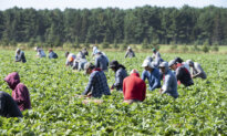 ‘Unscrupulous Employers’ Misusing Temporary Foreign Worker Program: Federal Memo