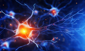 Our Brains Grow New Cells Long After Childhood