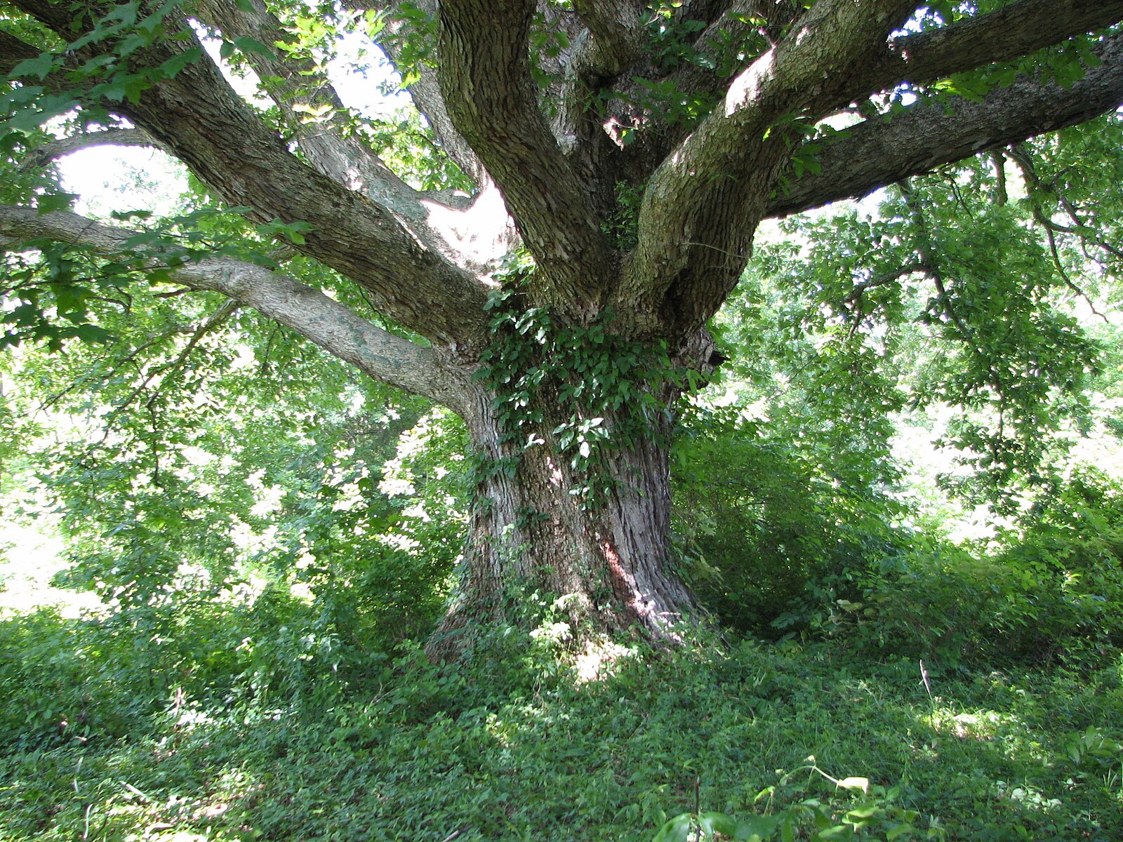 Oak Tree 