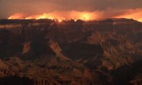 Months After Devastating Wildfire, Life Slowly Returns to Grand Canyon’s North Rim