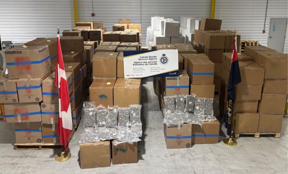 Nearly 400 boxes containing more than 6,700 kilograms of cannabis were seized by border services officers at the Saint John Container Examination Facility in May 2025. (CBSA photo)