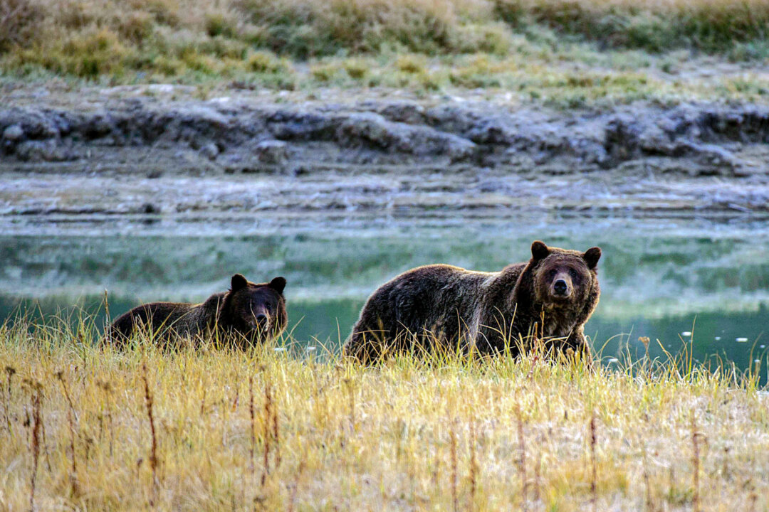 NextImg:Push to Rewild Over 1,000 Grizzly Bears in California Sparks Concerns