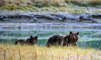 Push to Rewild Over 1,000 Grizzly Bears in California Sparks Concerns