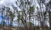 Volunteer Firefighters Fight to Keep Trees 1 Year After Park Fire