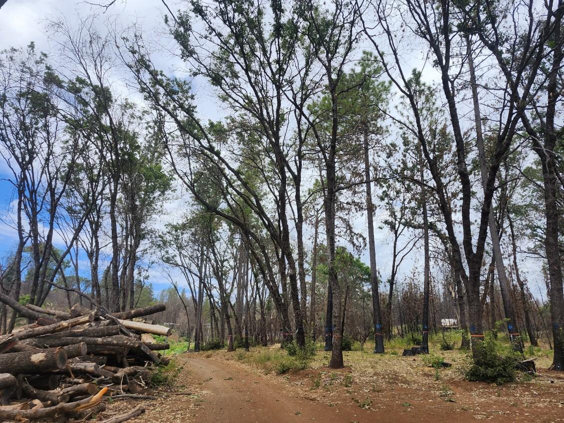 Johnathan Tehan’s trees have been marked for cleanup in Cohasset, Calif. (Courtesy of Johnathan Tehan)