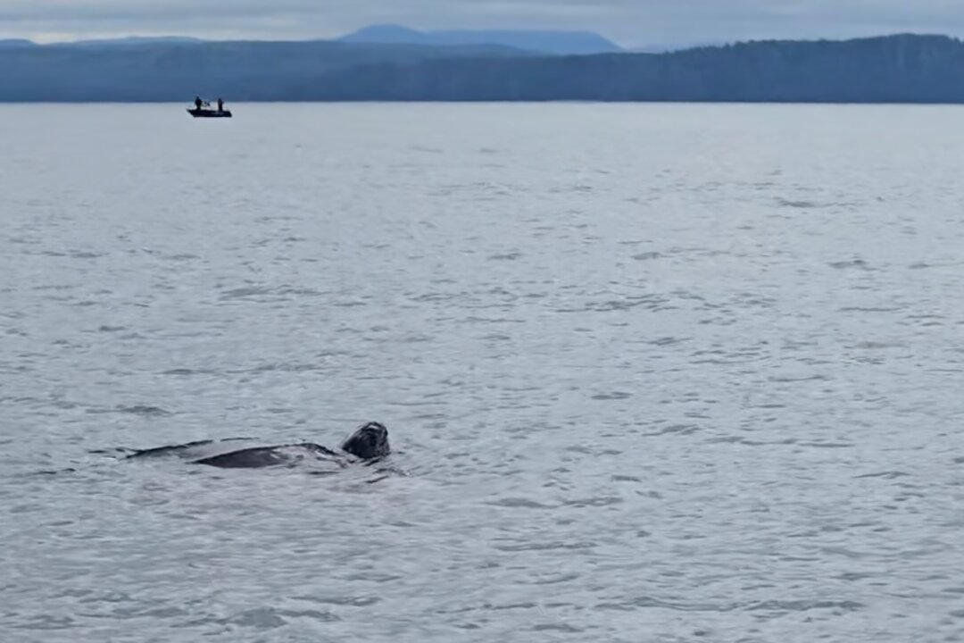 Close Encounter: Rare Leatherback Sea Turtle Spotted Off BC Coast | The ...