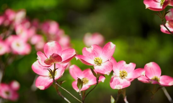 Dogwoods, Moss, and Mildew