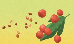 A Powerful Duo for Heart Health: Buckwheat and Hawthorn Porridge to Prevent Stroke