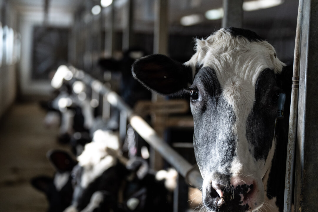 Canadians Face a $244 Yearly Cost from Supply Management Policies: Report
