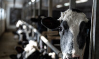 Supply Management Policies Cost Canadians $244 per Year, Study Finds