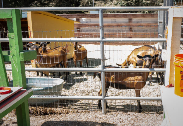 Opinion: The Hidden Cost of Slaughter in America