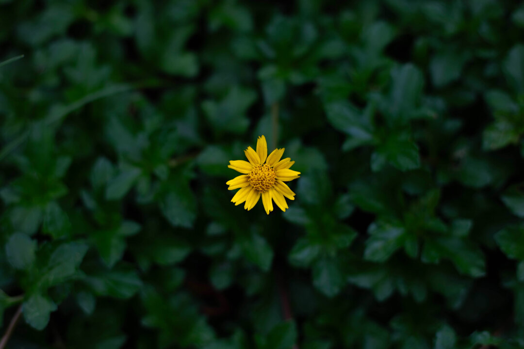 Relieving swelling and pain with arnica. (Preechai_K/Shutterstock)