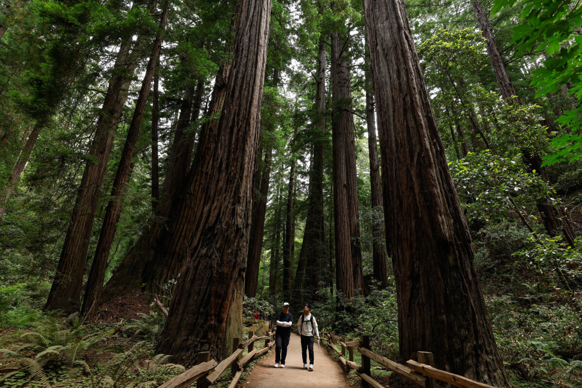 Visitors walk through Muir Woods National Monument, Calif., on July 24, 2025. (Justin Sullivan/Getty Images)