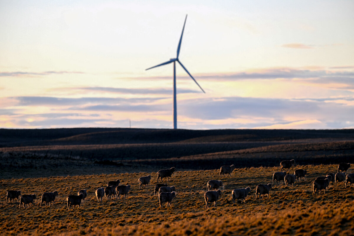 A flock of sheep graze near wind turbines at sunrise in the Snowy Mountains region of New South Wales on July 28, 2025. (Saeed Khan/AFP via Getty Images)