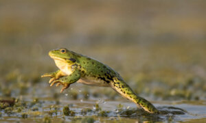 Mark Twain’s Famous Short Story About a Jumping Frog