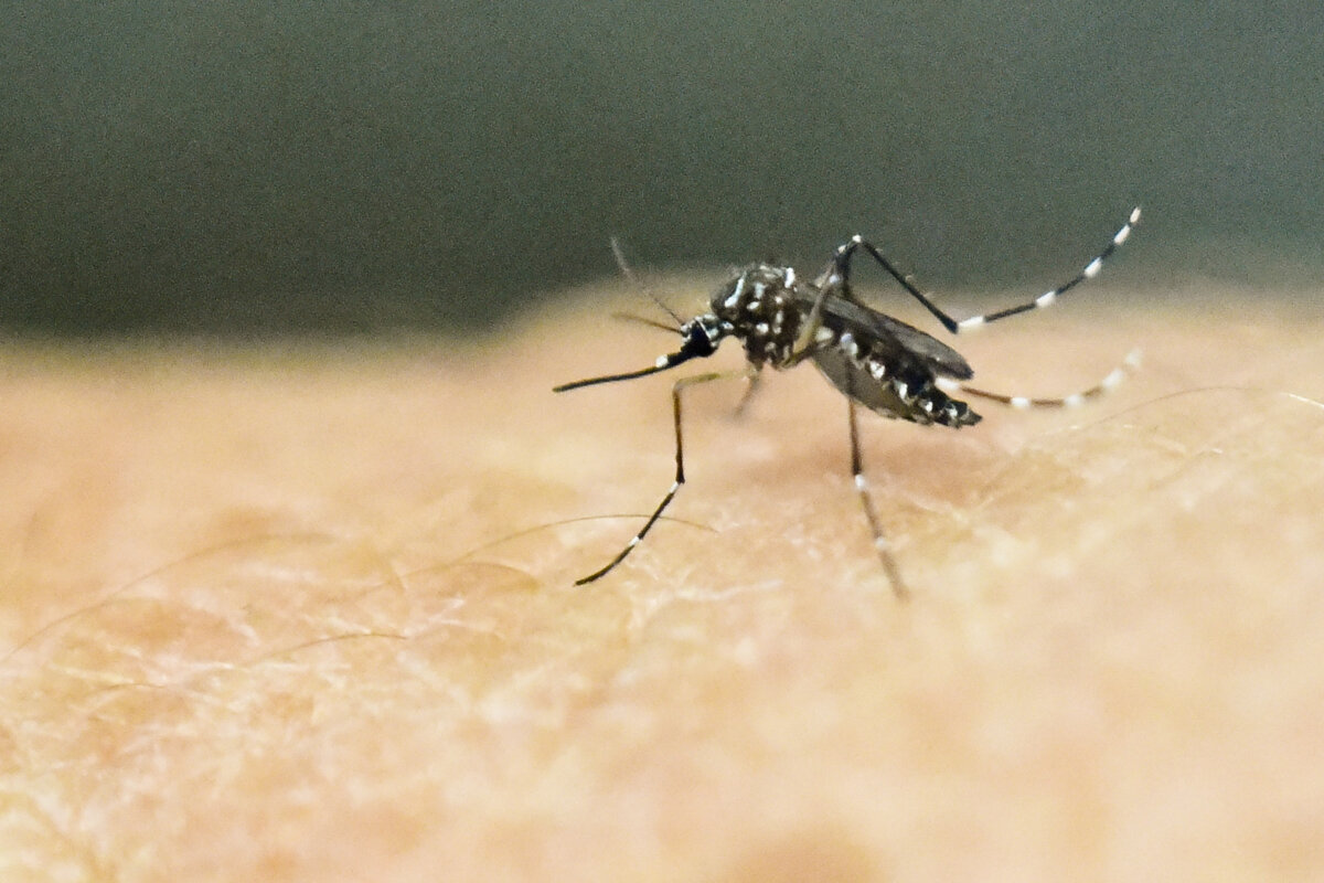 An Aedes aegypti mosquito on human skin in a lab of the International Training and Medical Research Training Center in Cali, Colombia, on Jan. 25, 2016. (Luis Robayo/AFP/Getty Images)