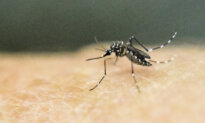 Chikungunya Fever Spreading Rapidly in South China; CCP Downplays Outbreak