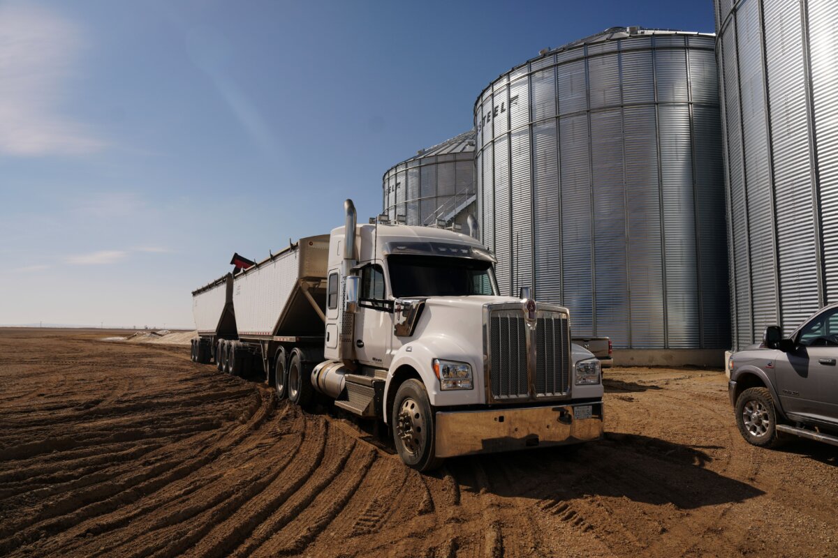 Canola is loaded on to a truck on a farm outside of Moose Jaw, Sask., on April 7, 2025. (The Canadian Press/Chris Young)