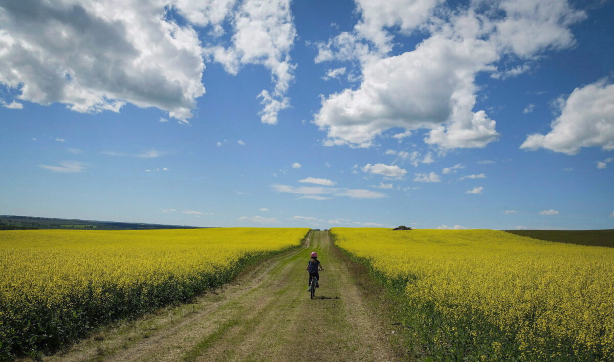 A child passes between two canola fields with her bicycle near Cremona, Alta., in a file photo. (The Canadian Press/Jeff McIntosh)