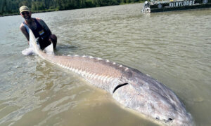 ‘It’s Euphoria’: Angler Awestruck After Hauling in Gargantuan Sturgeon From Fraser River