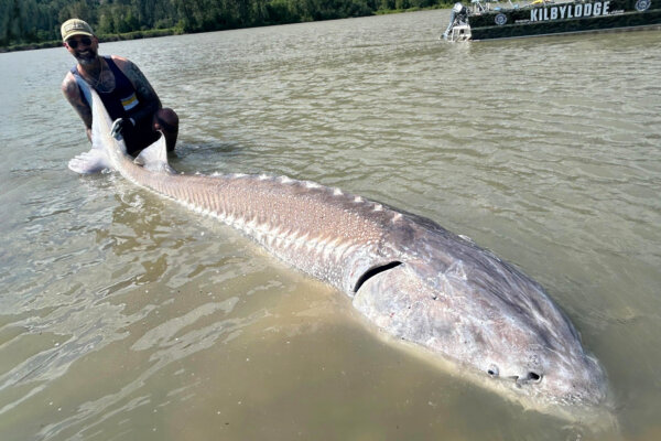 ‘It’s Euphoria’: Angler Awestruck After Hauling in Gargantuan Sturgeon From Fraser River