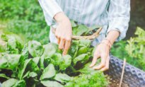 Plant Your Cold-Weather Garden Now for Beets, Broccoli, Spinach, and More