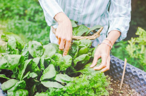 Plant Your Cold-Weather Garden Now for Beets, Broccoli, Spinach, and More