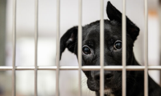 Ontario Hospital Halts Controversial Dog Research Amid Public Outcry