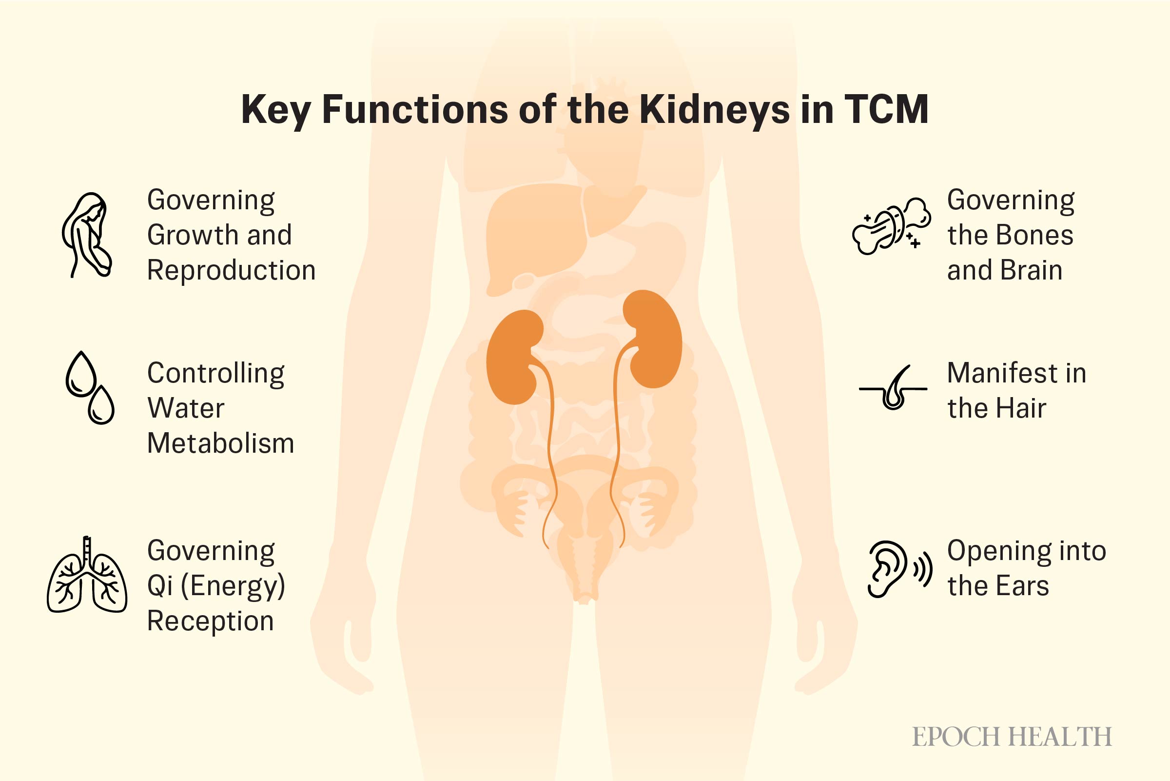 Key Functions of the Kidneys in TCM. (The Epoch Times)