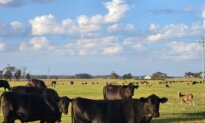 Australia to Push for Zero US Tariffs After Beef Tariffs Lifted