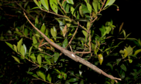 A Big Stick Discovered in Queensland Is Australia’s Heaviest Insect