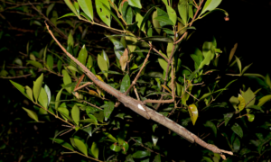 A Big Stick Discovered in Queensland Is Australia’s Heaviest Insect