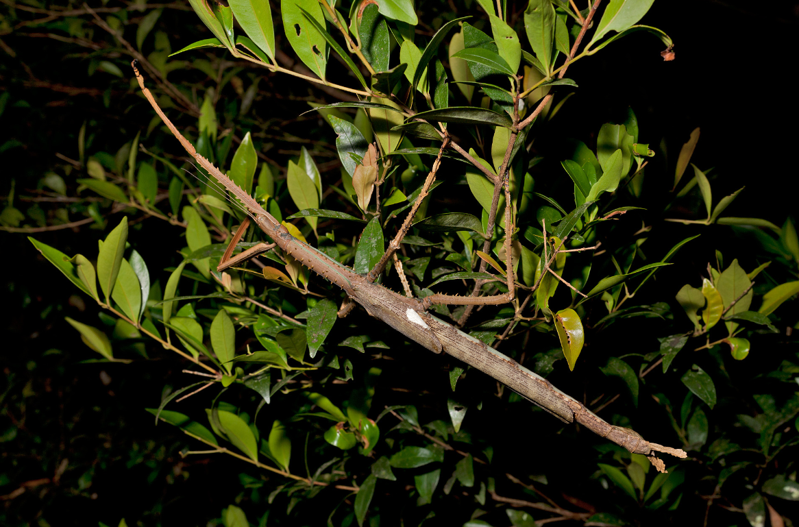 Acrophylla alta, the new species of stick insect discovered in remote Queensland. (Courtesy of James Cook University)