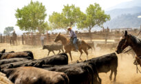 SBA, USDA to Combat ‘Regulatory Abuse’ Lawfare Aimed at Farmers and Ranchers