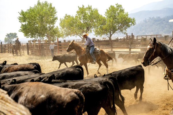 SBA, USDA to Combat ‘Regulatory Abuse’ Lawfare Aimed at Farmers and Ranchers