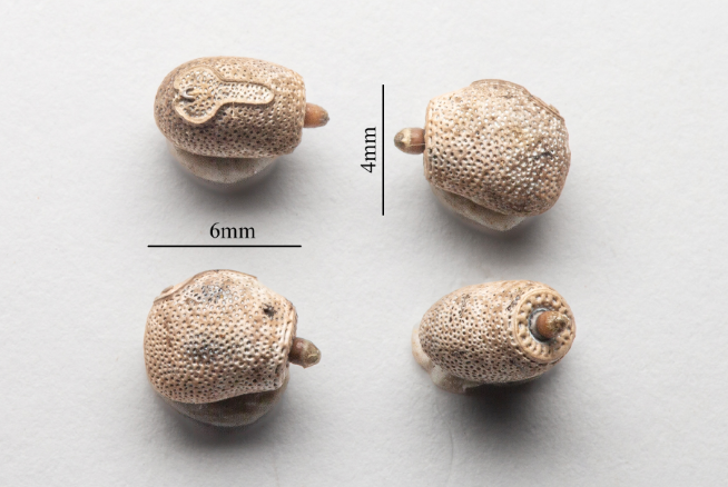 The unique eggs of Acrophylla alta.