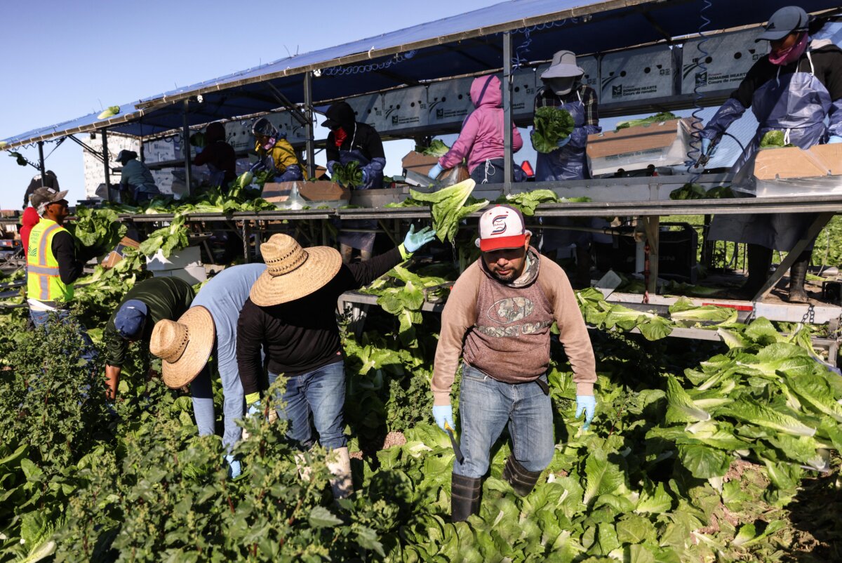Farmworkers harvest lettuce at a field in Brawley, Calif., on Dec. 10, 2024. (Sandy Huffaker/AFP via Getty Images)